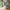 Nanna vitrineskab smal i fyrretræ – hvidmalet RAL 9010 – billede 1